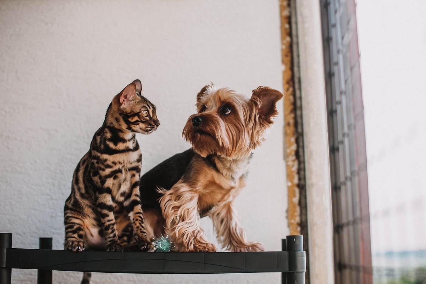 Pets